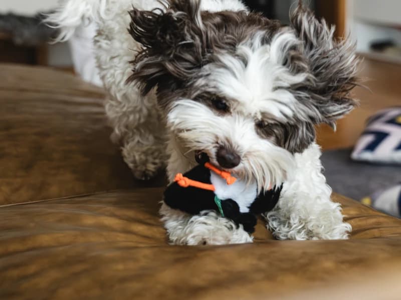 Giugliets Charm Toy Verdara Birdie Buddy - Image 18